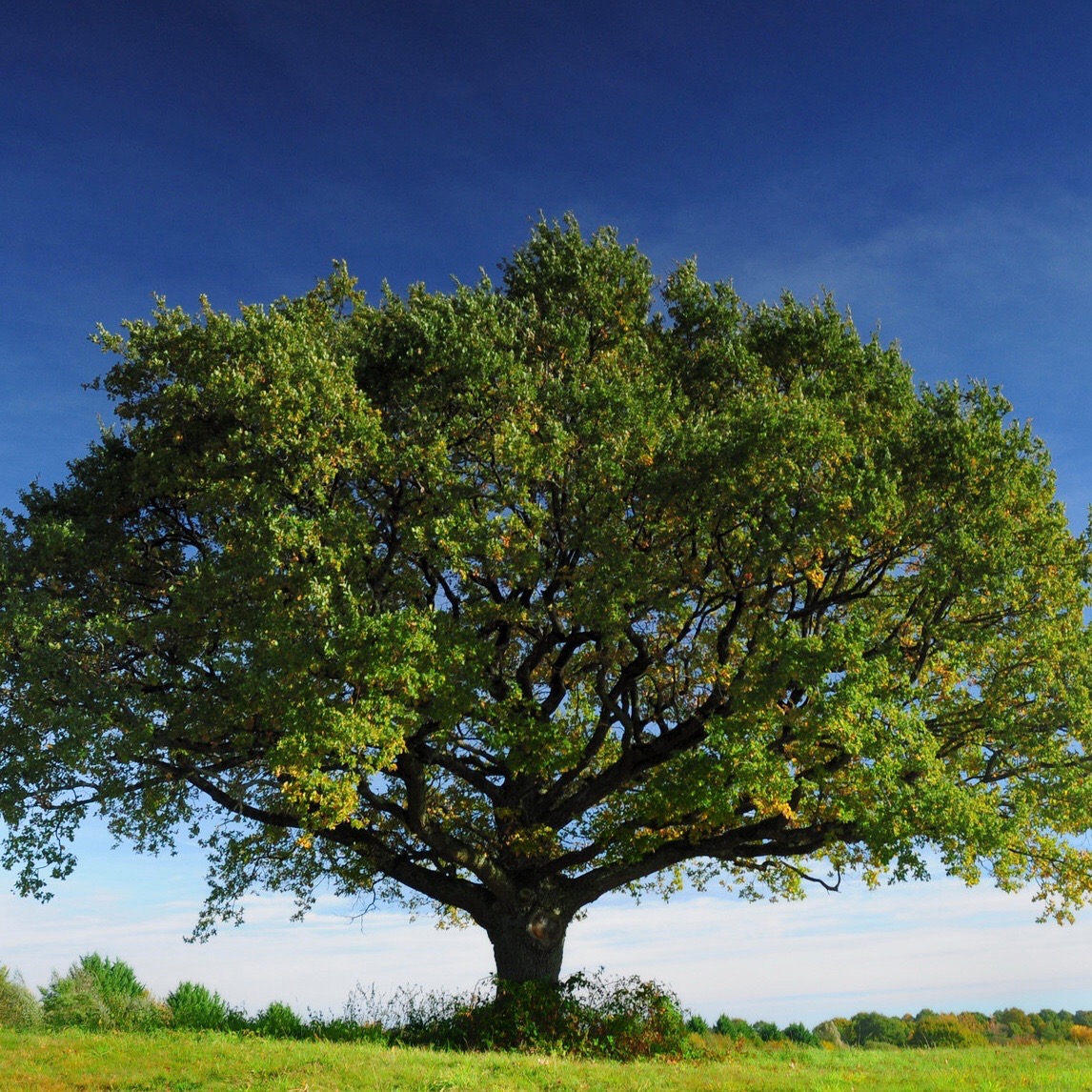 Photo de Jacques SELLIER